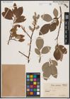 Foto von Salix caprea L.